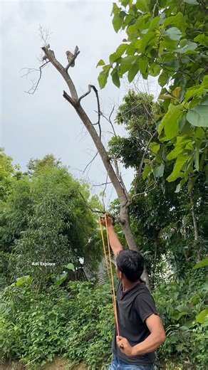 shoot the owl using a slingshot #trending #birds #nature #wildlife #animals #shorts #explore