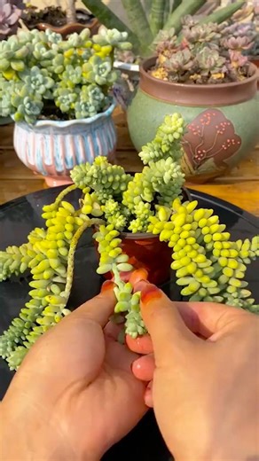How to Propagate Succulents from Leaves: A Step-by-Step Guide