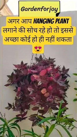 दुनिया का नं-1 hanging plant Wandering Jew 😍 #hangingplants #shorts #tradescantia