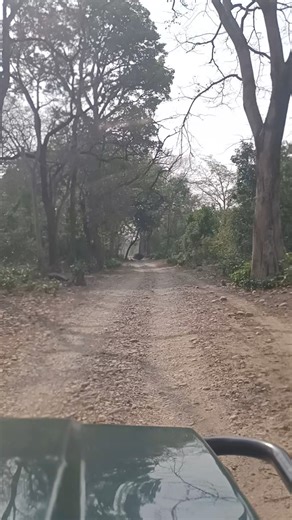 JIM CORBETT NATIONAL PARK #corbettnationalpark #safari #wildlifephotography #jungle #wildlife | Jim Corbett Wildlife & Nature View