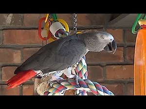 Parrot performs the 'Meow Opera' for the camera