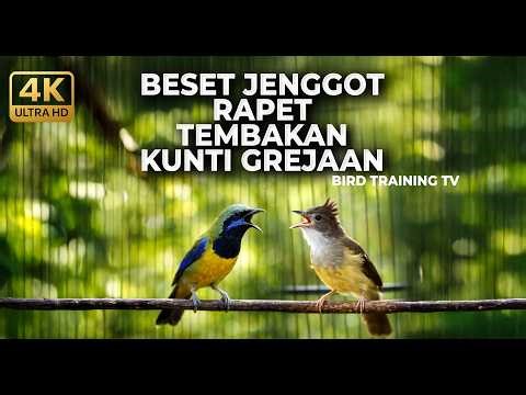 🔴 Live Besetan Tajam Cucak Jengot Speed Rapat vs Cucak Cungkok Super Gacor Isian Kunti Greja