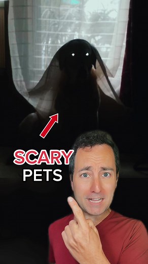 Scary Pets Compilation - Funny Animals Gone Wild!