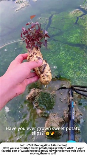 Transplanting Sweet Potato Slips – From Water Jar to Garden Soil! 🍠🌱