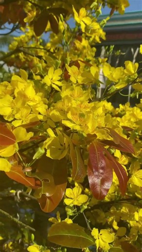 Morning Apricot Blossoms – Relaxing Piano Music| Slow Natural