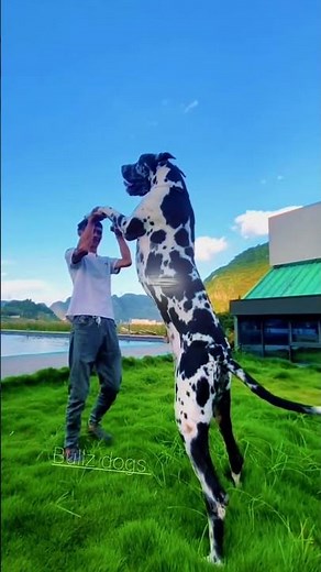 These Dogs Are MASSIVE #dogs #giant #shorts
