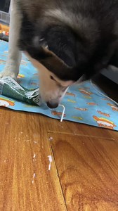 Smart 😆 | Husky Overload