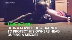 67K views · 2.8K reactions | Meet Colt, the service dog trained to protect his owner's head during a seizure ~ credit: @servicedogcolt | Woof and me | Facebook