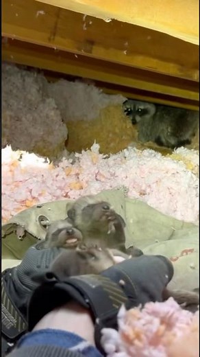 Gates Wildlife, the humane option!