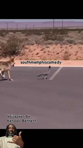 “This Ain’t the Cartoons” 👀😳😂😂😂🤙🏾 #funny #looneytunes #voiceoverbykendallbennett | Kendall Bennett