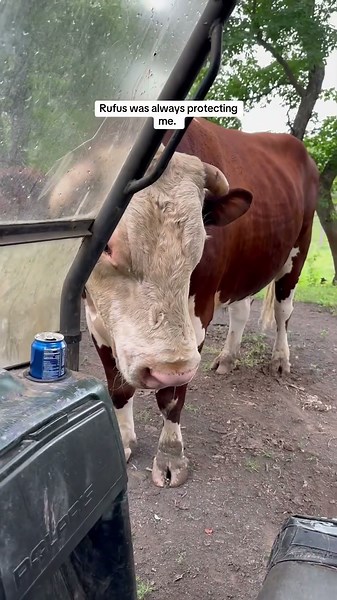Rufus always protecting me. I may not have noticed as much back then #rufusthebull