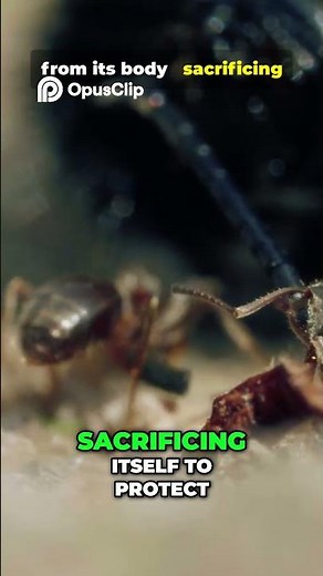 Ants That EXPLODE to Save Friends