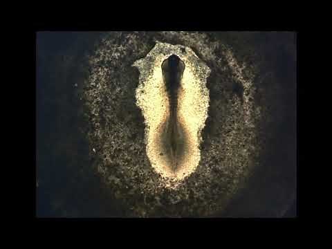 生命誕生（full HD)