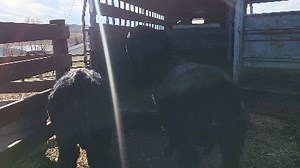 These bull calves did such a great job of loading in the trailer...