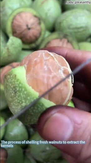 The process of shelling fresh walnuts to extract the kernels