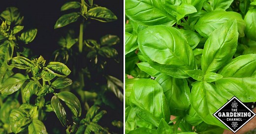 How‌ ‌can‌ ‌you‌ ‌solve‌ ‌black‌ ‌spots‌ ‌on‌ ‌basil‌ ‌leaves?‌