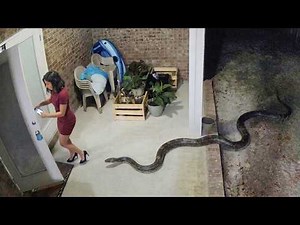 Damn Nature You Scary | Rare and Scary Animal Encounters