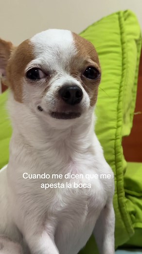Por qué le apesta la boca a mi perro Chihuahua