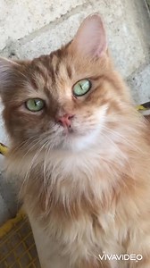 ❤️ | STAR - Syrian Team for Animal Rescue