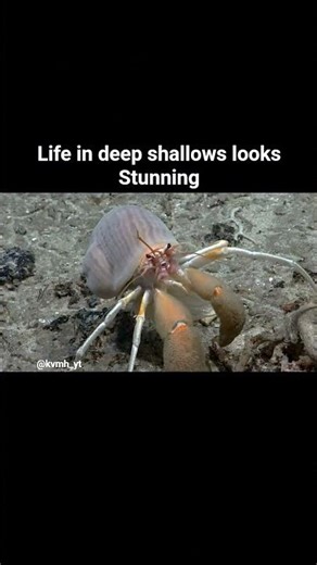 #deepshallows #nature life in deep shallows