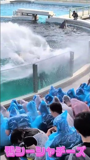 ルーナちゃんのサマースプラッシュでビショ濡れ～😍 #Shorts #鴨川シーワールド #シャチ #kamogawaseaworld #orca #killerwhale