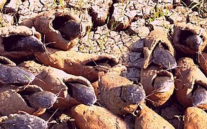 Do Catfish Burrow in Mud? Here's the Mudfish (Full-Answer)