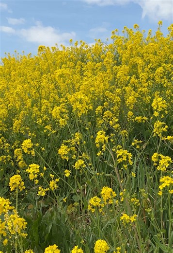 【矢河原渡し桜広場】 📍流山市加6丁目 流山駅徒歩10分 駐車場なし(近くのパーキング) ーーーーーーーー 菜の花ロードと呼ばれている江戸川沿いの土手に咲く菜の花 サイクリングやマラソンをしながら楽しむのにはピッタリな時期がやってきました ベンチでのんびりするのもいいですね #千葉 #千葉県 #流山 #流山市 #菜の花