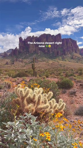 Arizona's Early Desert Bloom: A Sign of Early Summer?