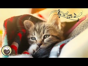 Cat Music - Soothing Sleep Music, Deep Relaxation Music, Stress Relief