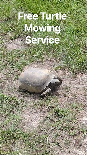 How to get your yard mown for free