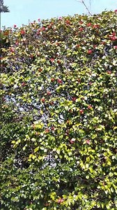 「山茶花でなくて椿は初めて見た」#知覧 #素敵な #園芸#椿