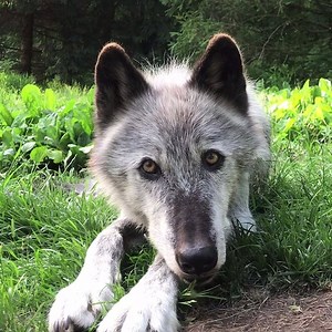 Peace is always beautiful. So are wolves. | Wolf Conservation Center