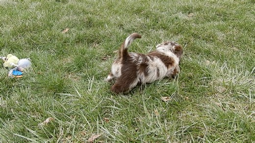 Labradoodle puppy for sale