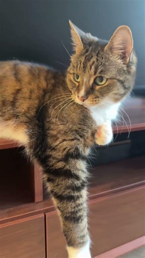 She’s practically a magical cat