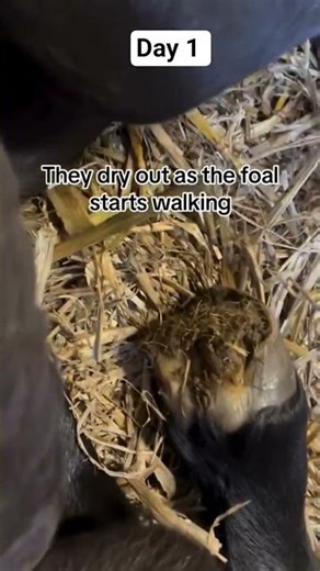 he looks cute #canada #america #norway #austria