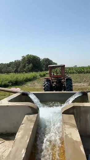 Sadqa Sindhu ❤️🥭🥭 #mango #sindh #balochmangofarm #farm #growmyaccount #fyp #sindhi