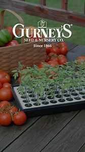 Now’s the time to start seeds indoors! Our seed-starting supplies make it quick and easy to grow superior seedlings. Shop today! | Gurney's Seed and Nursery Co.