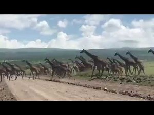 giraffe stampede in Tanzania
