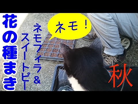 花の種まき【ネモフィラ&スイートピー】 まいた種１７種類の紹介
