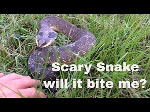 This Snake Tried to Bite Me… Then Played Dead! (Hognose Snake)