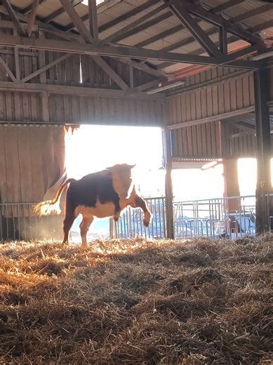 Finally winter is over and it's getting warmer with lots of sun. Our calves seems to love it almost as much as me ❤️ #farmer #cows #farmlife #agriculture #cattle