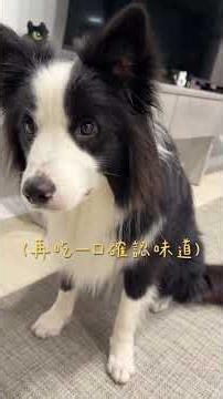 Nuts🐶's first time eating durian #bordercollie #cute #bordercollie