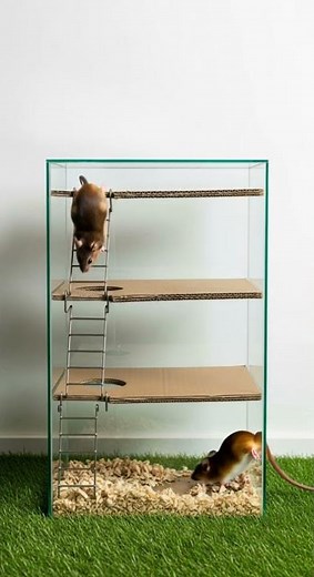 Best mouse trap at home // easy mouse trap catch mice fast #pestcontrol #diy #homehacks