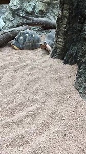 43K views · 732 reactions | Meet Grumpy, a critically endangered...