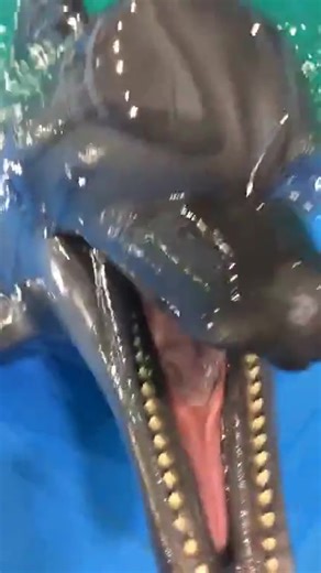 Dolphin Interaction in Indoor Pool