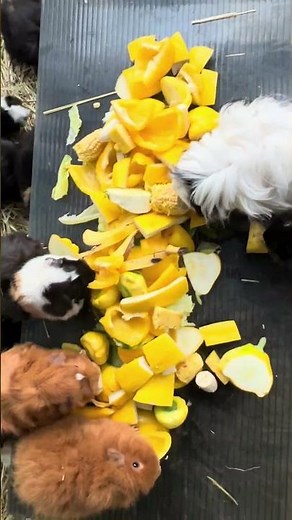 Feeding my guinea pigs a meal of yellow fruits and veggies
