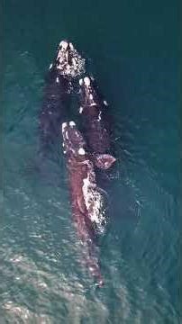 The oceans and seas are a source of beauty and diversity. #shorts #nature