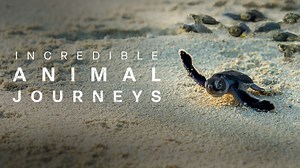 Incredible Animal Journeys - Nat Geo Series