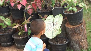 HEART-SHAPED LEAF PLANTS
