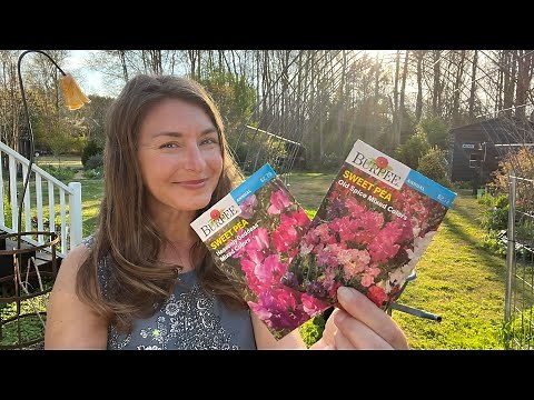 Growing Sweet Peas from Seed